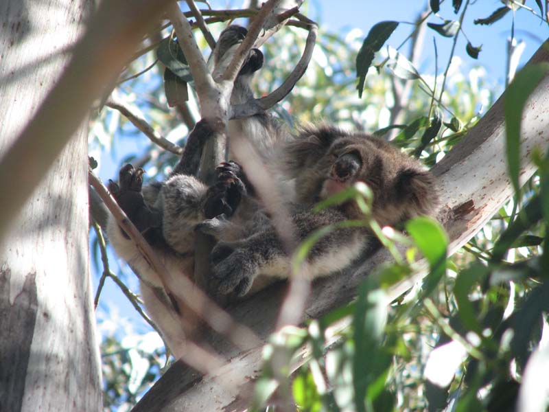 Koala with Baby